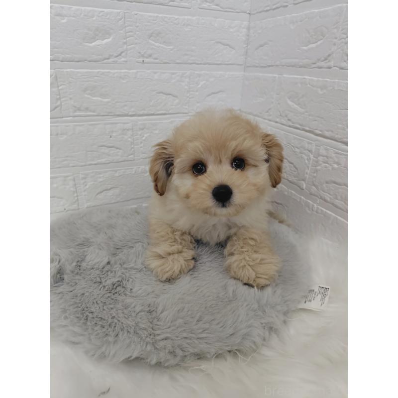 販売中の岡山県のポメプー:ポメラニアン×トイプードル-427630の6枚目