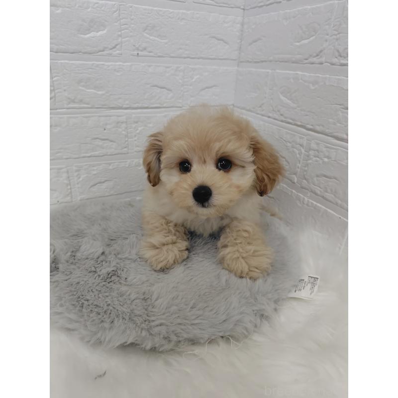 販売中の岡山県のポメプー:ポメラニアン×トイプードル-427630の5枚目