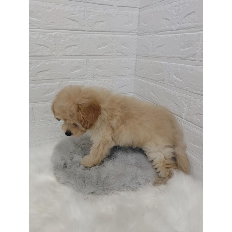 販売中の岡山県のポメプー:ポメラニアン×トイプードル-427630の4枚目