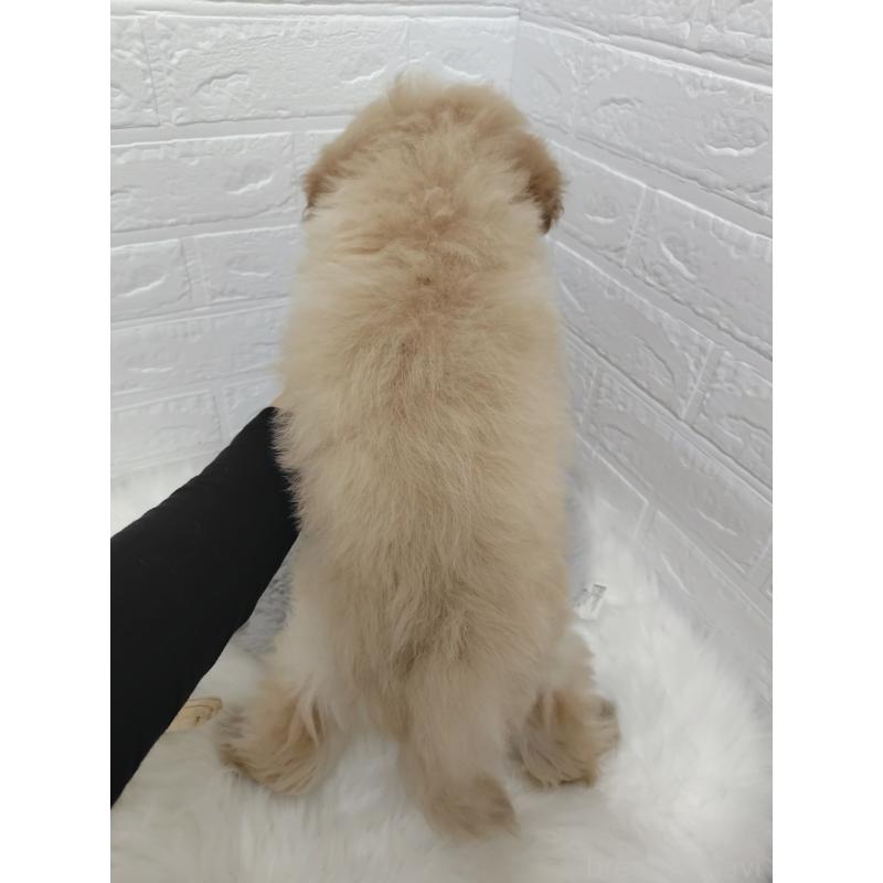 販売中の岡山県のポメプー:ポメラニアン×トイプードル-427630の3枚目