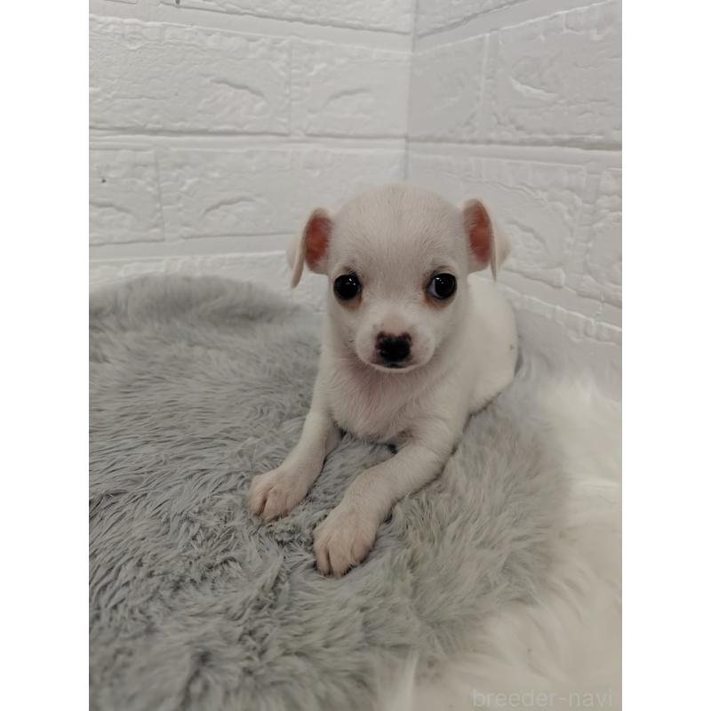 販売中の岡山県のチワワ(スムースコート)-427631の12枚目