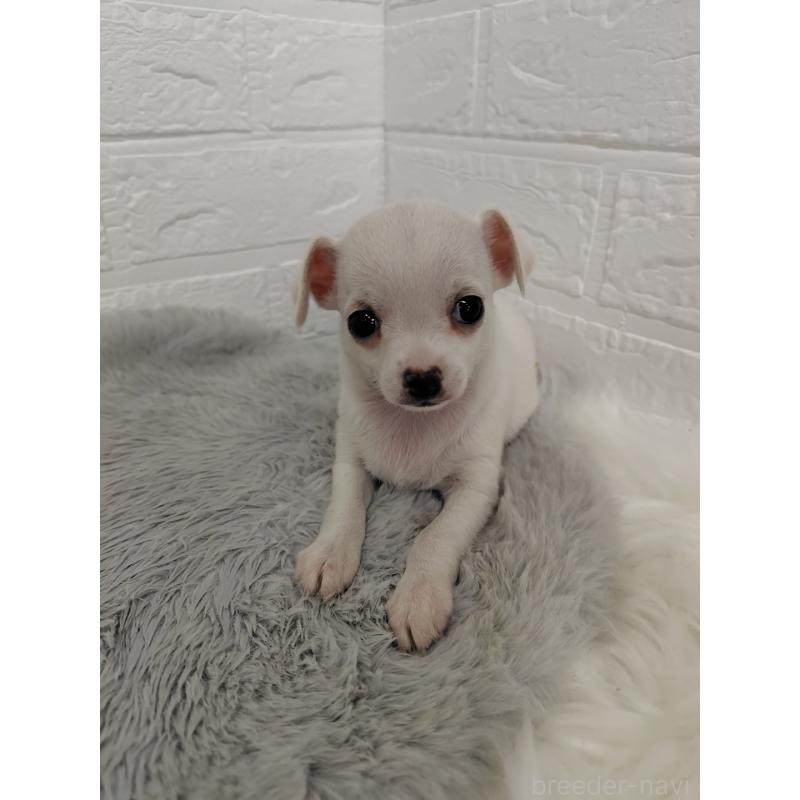 販売中の岡山県のチワワ(スムースコート)-427631の11枚目