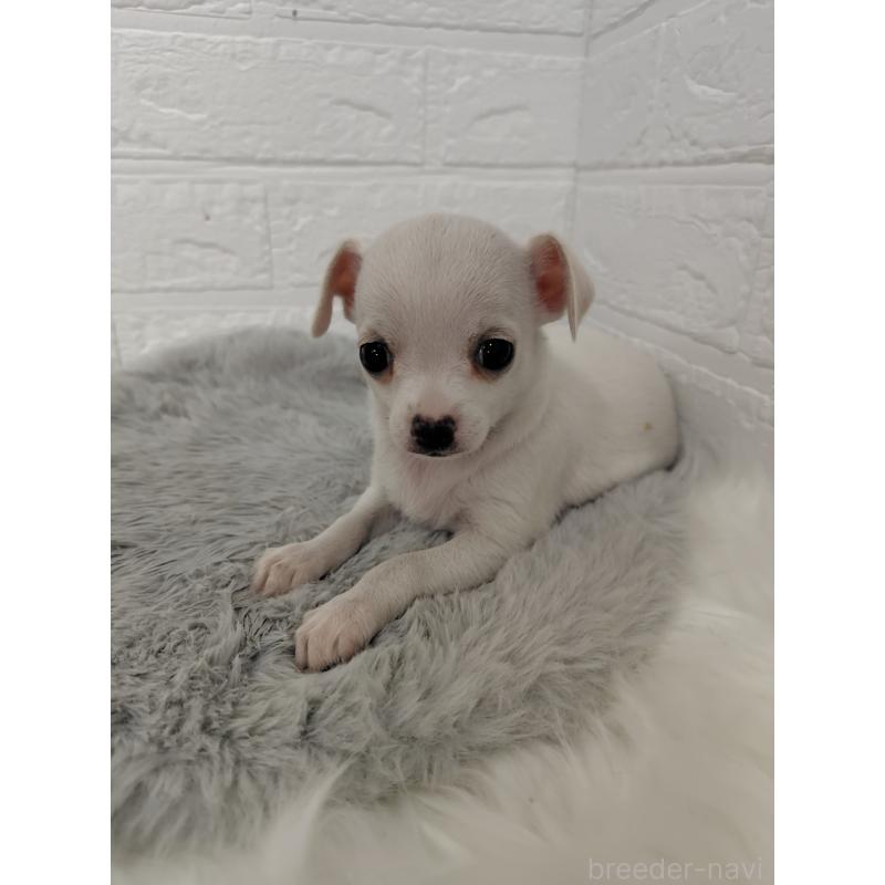 販売中の岡山県のチワワ(スムースコート)-427631の10枚目