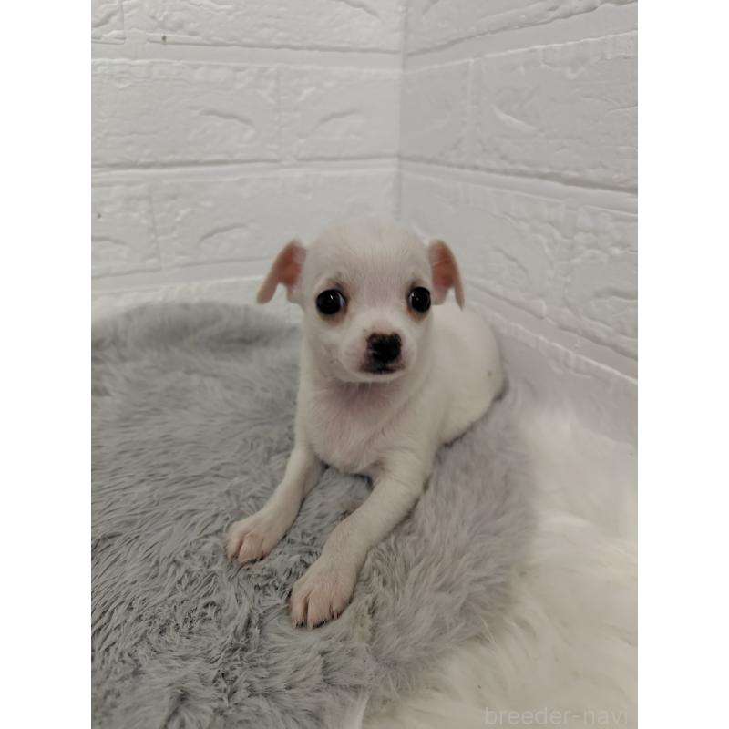 販売中の岡山県のチワワ(スムースコート)-427631の8枚目