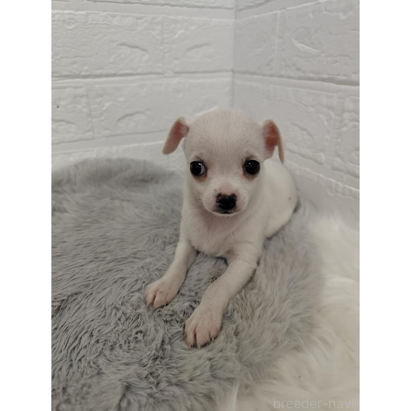 販売中の岡山県のチワワ(スムースコート)-427631の7枚目