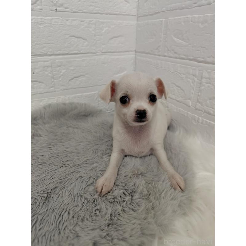 販売中の岡山県のチワワ(スムースコート)-427631の6枚目