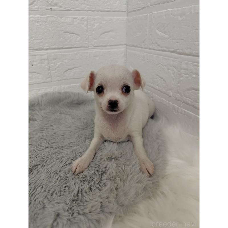 販売中の岡山県のチワワ(スムースコート)-427631の5枚目