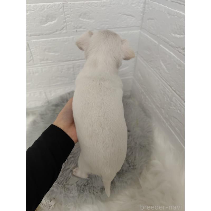 販売中の岡山県のチワワ(スムースコート)-427631の3枚目