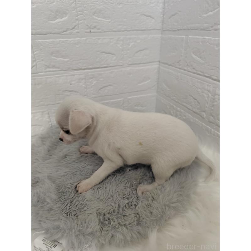 販売中の岡山県のチワワ(スムースコート)-427631の2枚目