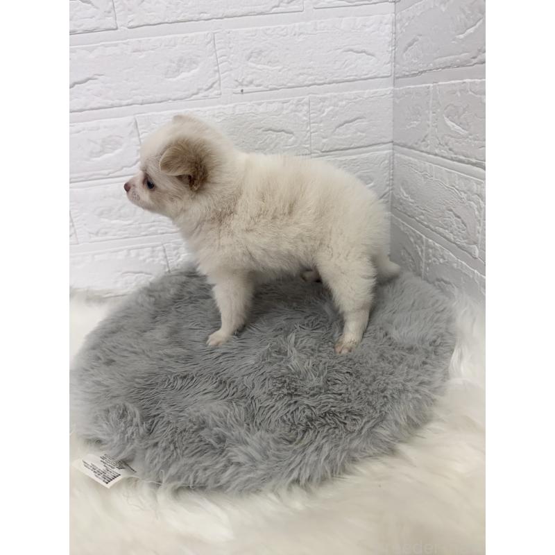 販売中の岡山県のポメチワ:ポメラニアン×チワワ-427633の7枚目