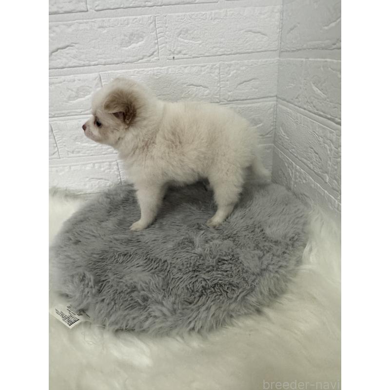 販売中の岡山県のポメチワ:ポメラニアン×チワワ-427633の6枚目