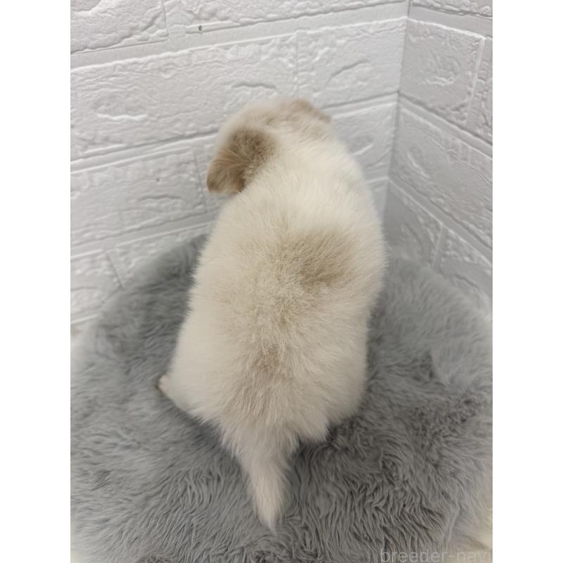 販売中の岡山県のポメチワ:ポメラニアン×チワワ-427633の5枚目