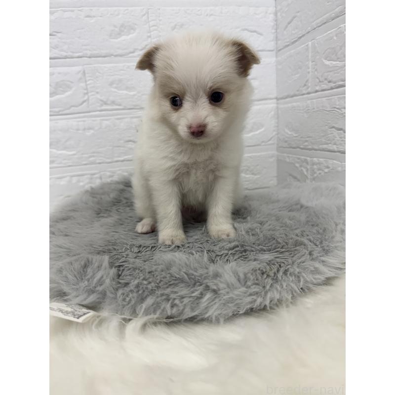 販売中の岡山県のポメチワ:ポメラニアン×チワワ-427633の4枚目