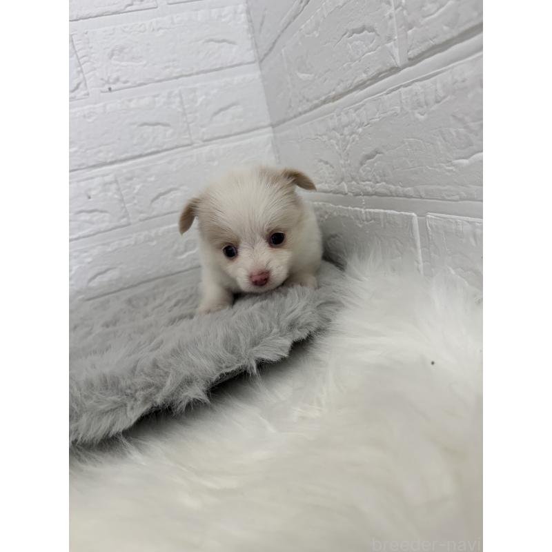 販売中の岡山県のポメチワ:ポメラニアン×チワワ-427633の3枚目