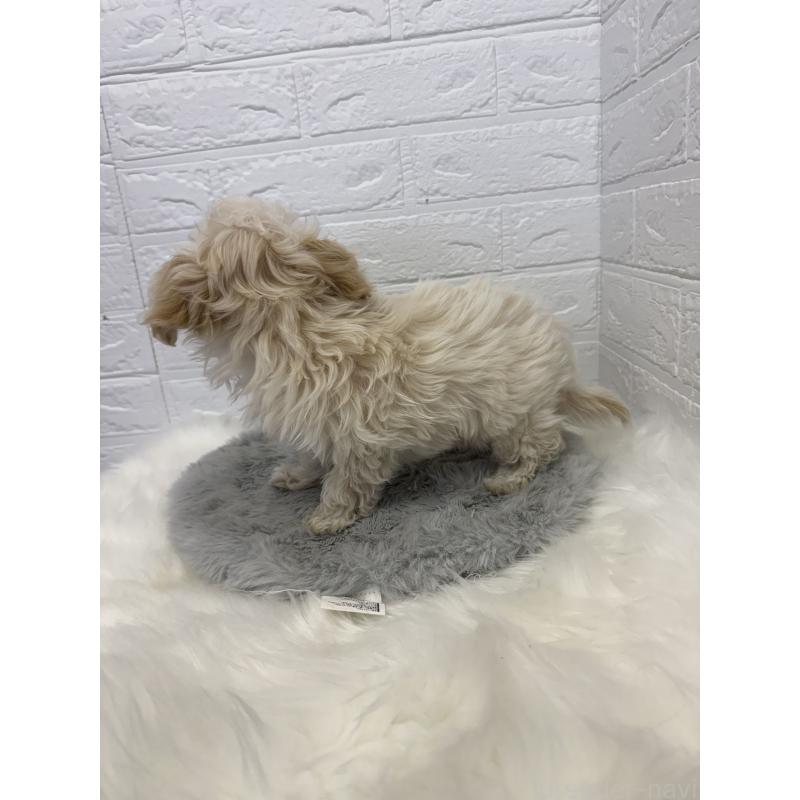 販売中の岡山県のマルプー:マルチーズ×トイプードル-427634の10枚目