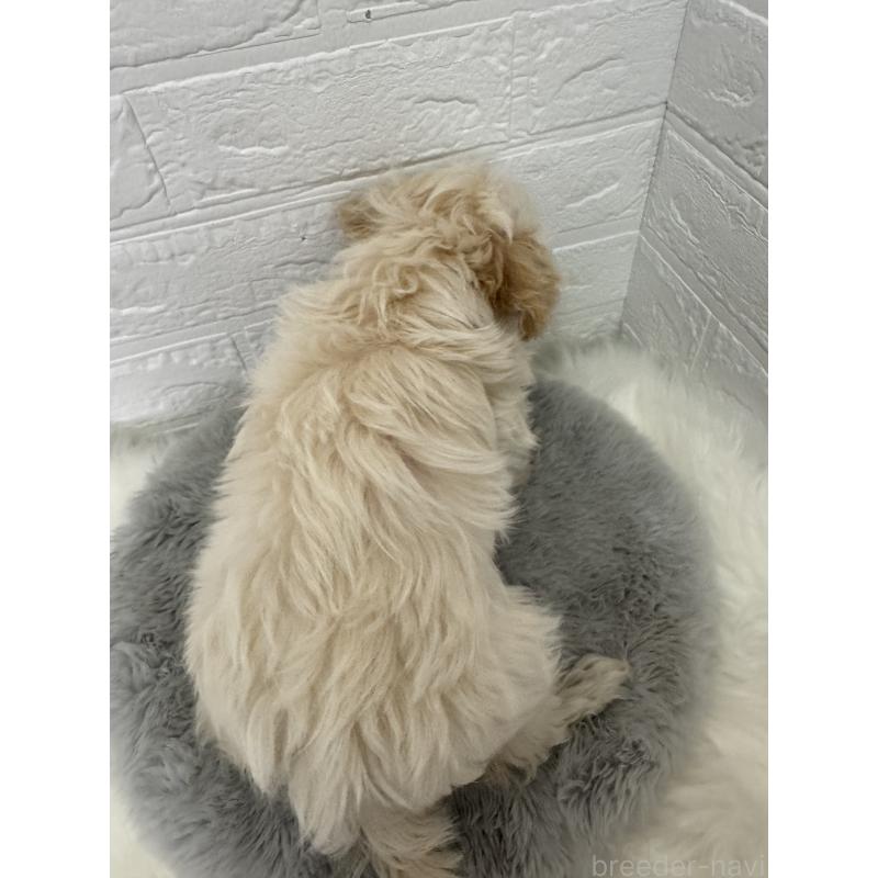 販売中の岡山県のマルプー:マルチーズ×トイプードル-427634の8枚目