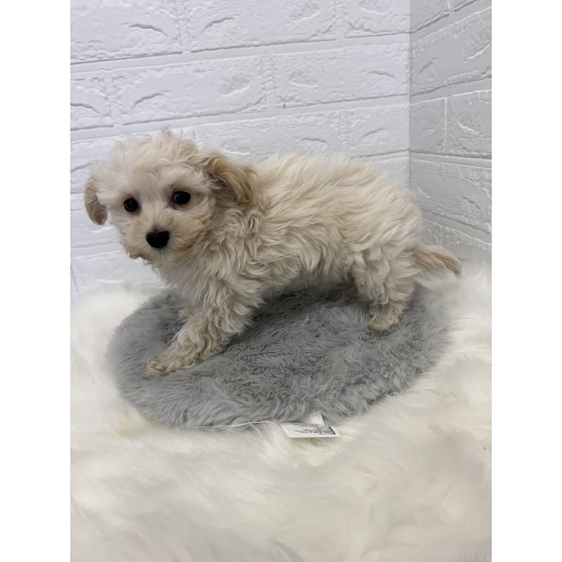 販売中の岡山県のマルプー:マルチーズ×トイプードル-427634の7枚目