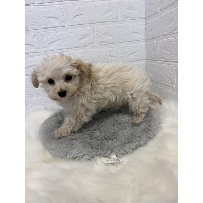 販売中の岡山県のマルプー:マルチーズ×トイプードル-427634の6枚目