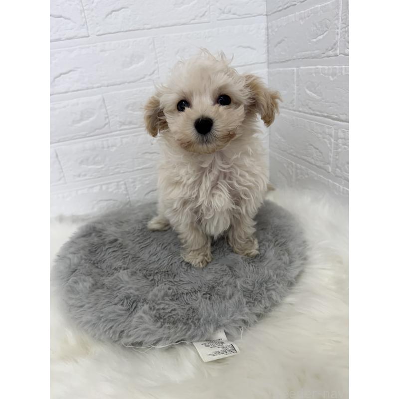 販売中の岡山県のマルプー:マルチーズ×トイプードル-427634の4枚目