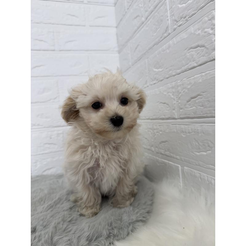 販売中の岡山県のマルプー:マルチーズ×トイプードル-427634の3枚目