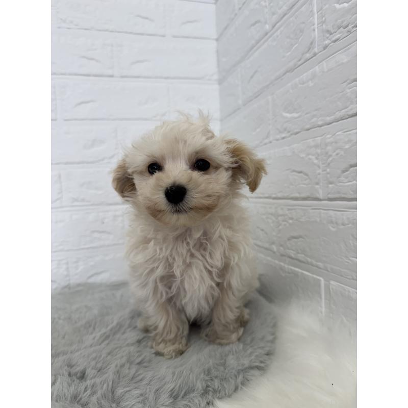 販売中の岡山県のマルプー:マルチーズ×トイプードル-427634の2枚目