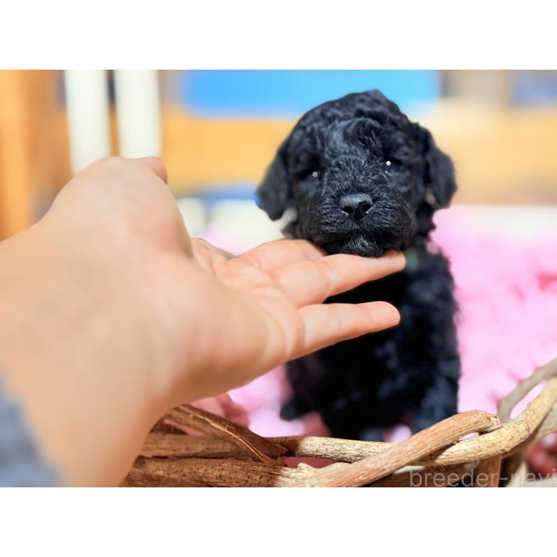 販売中の大阪府のトイプードル-422012の3枚目