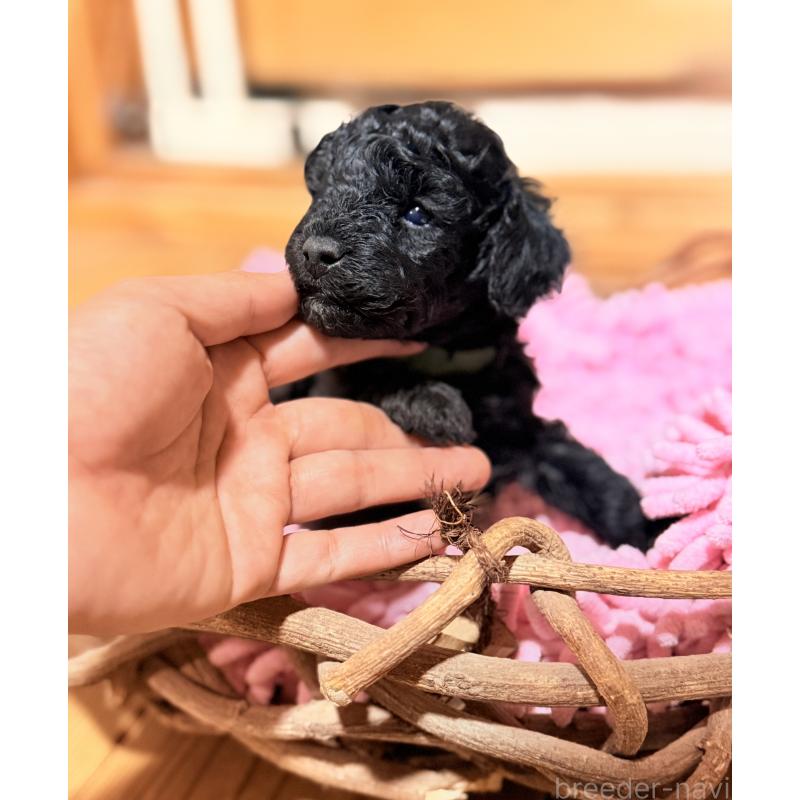 販売中の大阪府のトイプードル-422012の2枚目