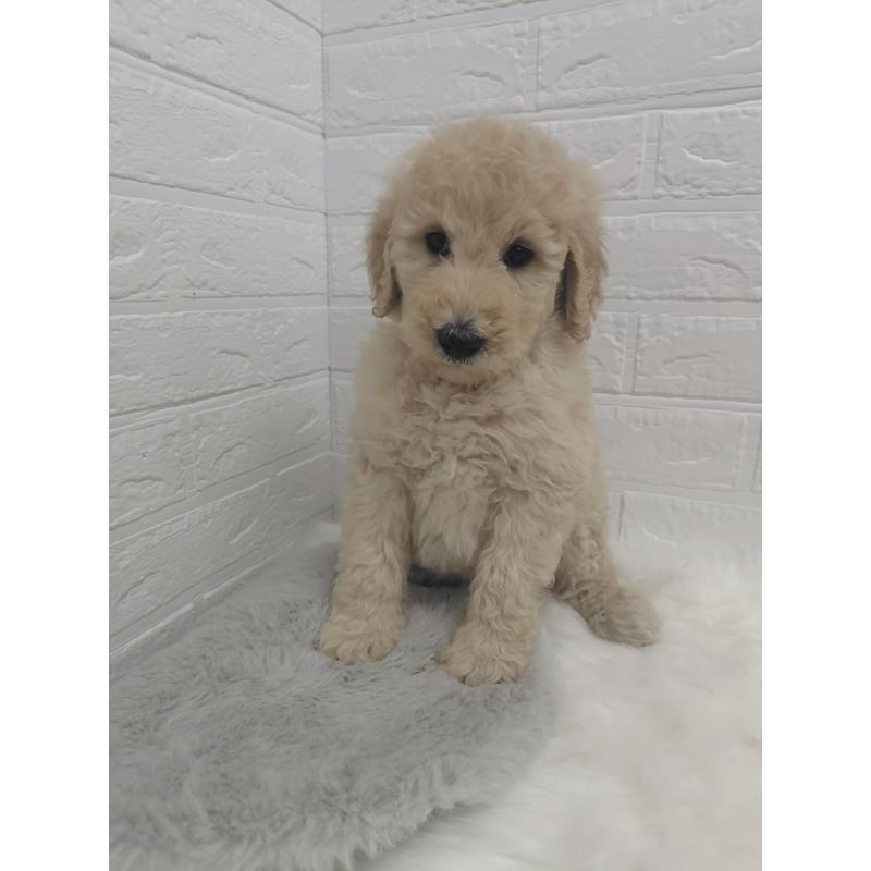 販売中の岡山県のスタンダードプードル-427635の15枚目