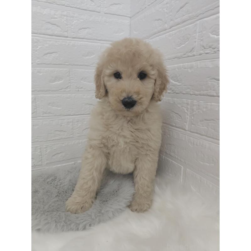 販売中の岡山県のスタンダードプードル-427635の14枚目