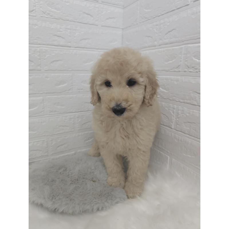 販売中の岡山県のスタンダードプードル-427635の13枚目