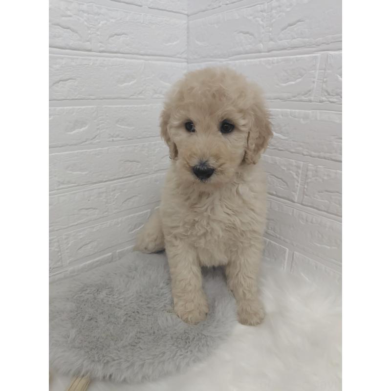 販売中の岡山県のスタンダードプードル-427635の12枚目