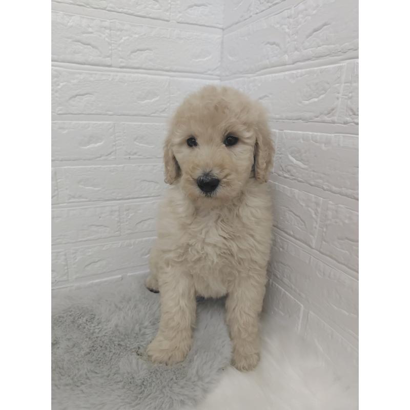 販売中の岡山県のスタンダードプードル-427635の11枚目
