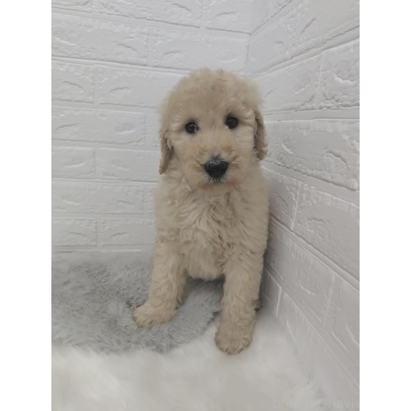販売中の岡山県のスタンダードプードル-427635の10枚目