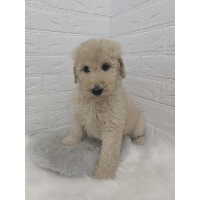 販売中の岡山県のスタンダードプードル-427635の9枚目