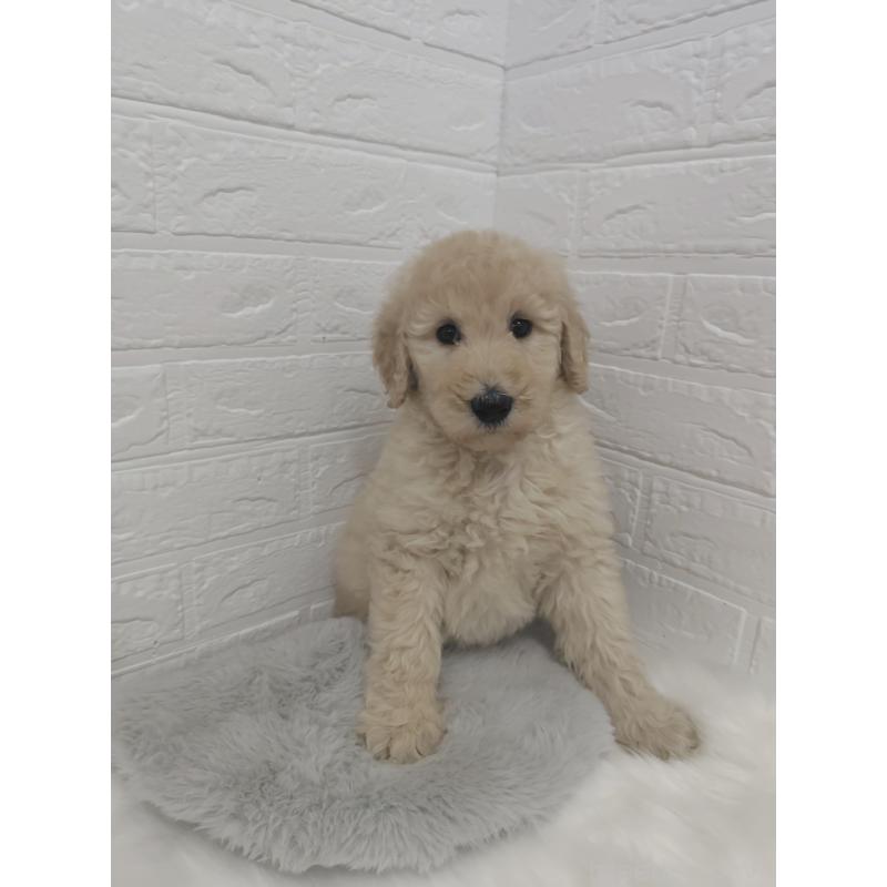 販売中の岡山県のスタンダードプードル-427635の8枚目