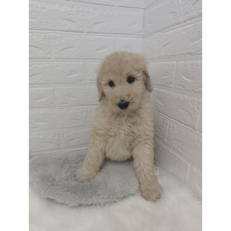 販売中の岡山県のスタンダードプードル-427635の7枚目