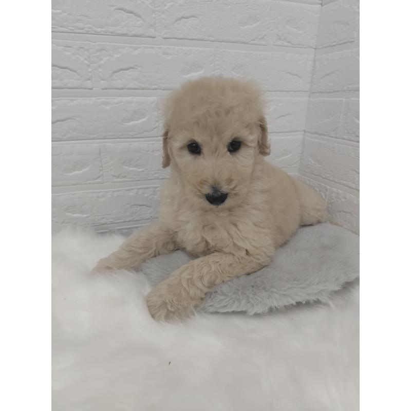 販売中の岡山県のスタンダードプードル-427635の6枚目