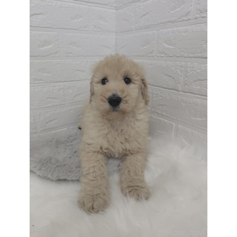 販売中の岡山県のスタンダードプードル-427635の5枚目