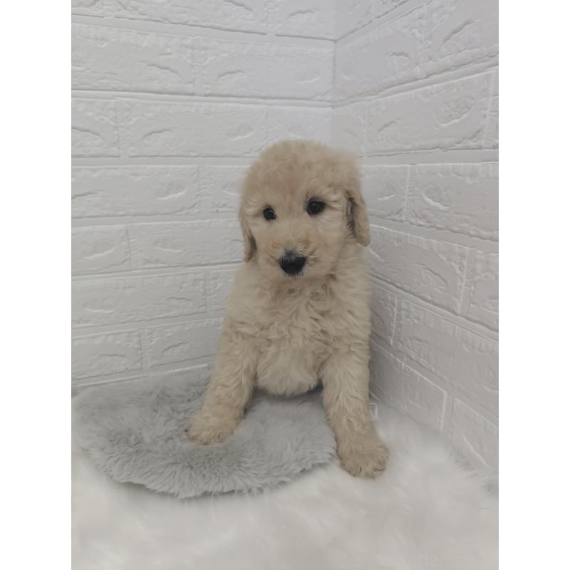 販売中の岡山県のスタンダードプードル-427635の4枚目
