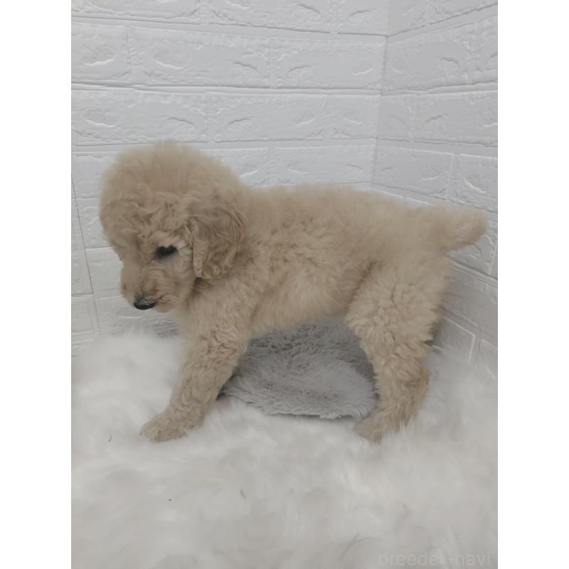 販売中の岡山県のスタンダードプードル-427635の3枚目