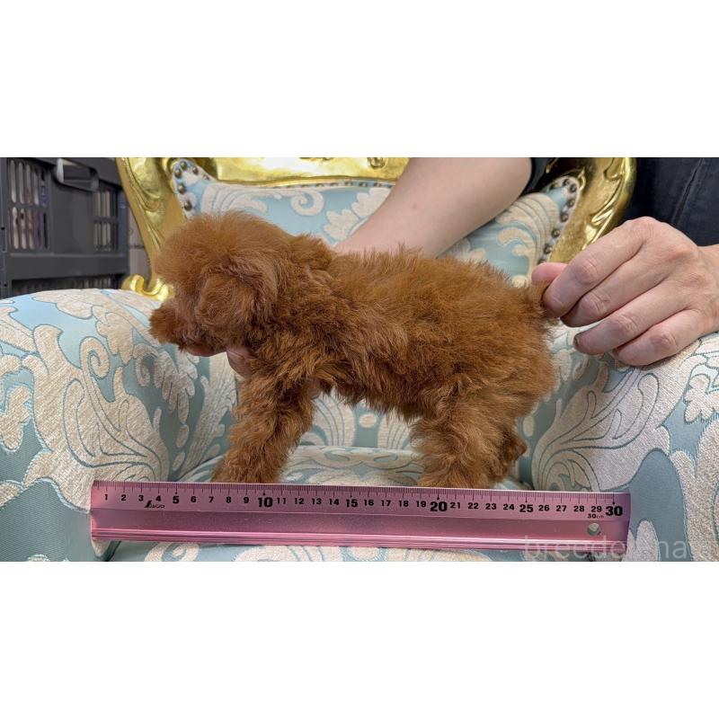 販売中の東京都のタイニープードル-424930の7枚目