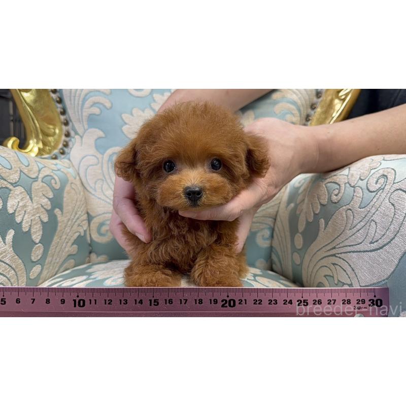 販売中の東京都のタイニープードル-424930の6枚目