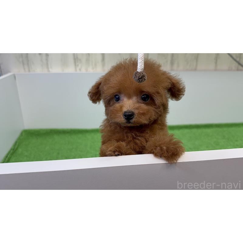 販売中の東京都のタイニープードル-424930の5枚目