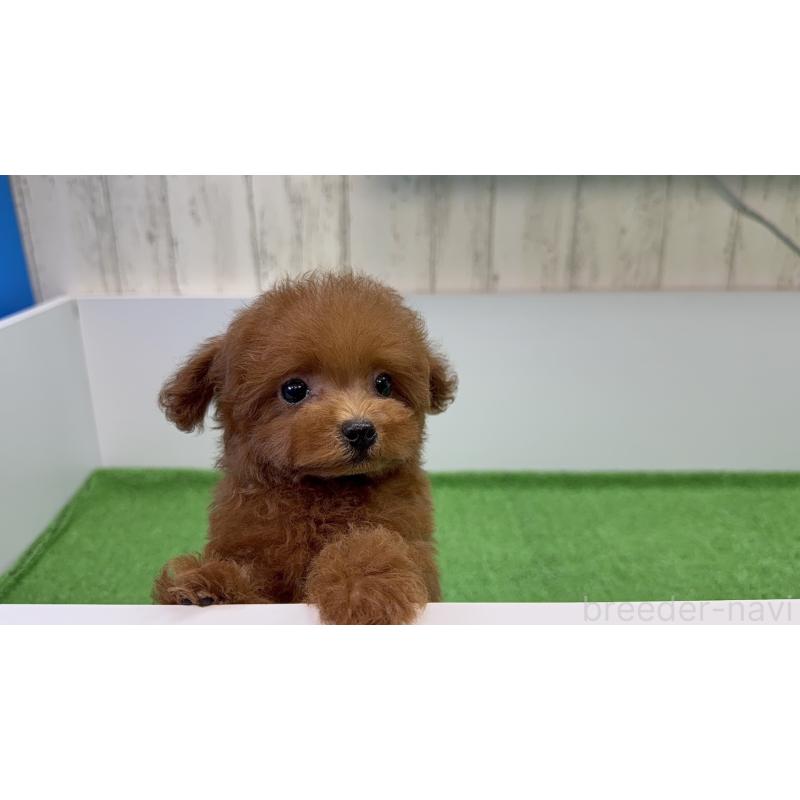 販売中の東京都のタイニープードル-424930の3枚目