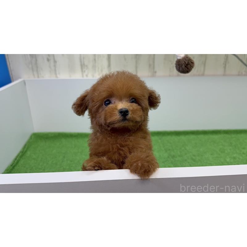 販売中の東京都のタイニープードル-424930の2枚目