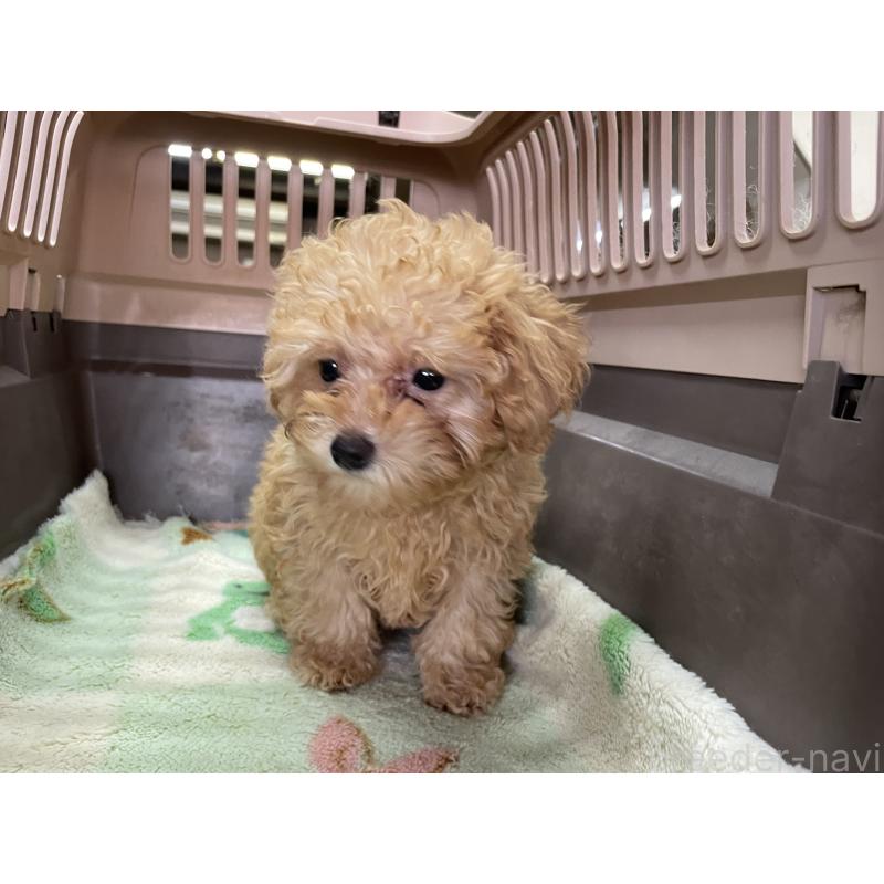 販売中の愛媛県のマルプー:マルチーズ×トイプードル-427855の5枚目