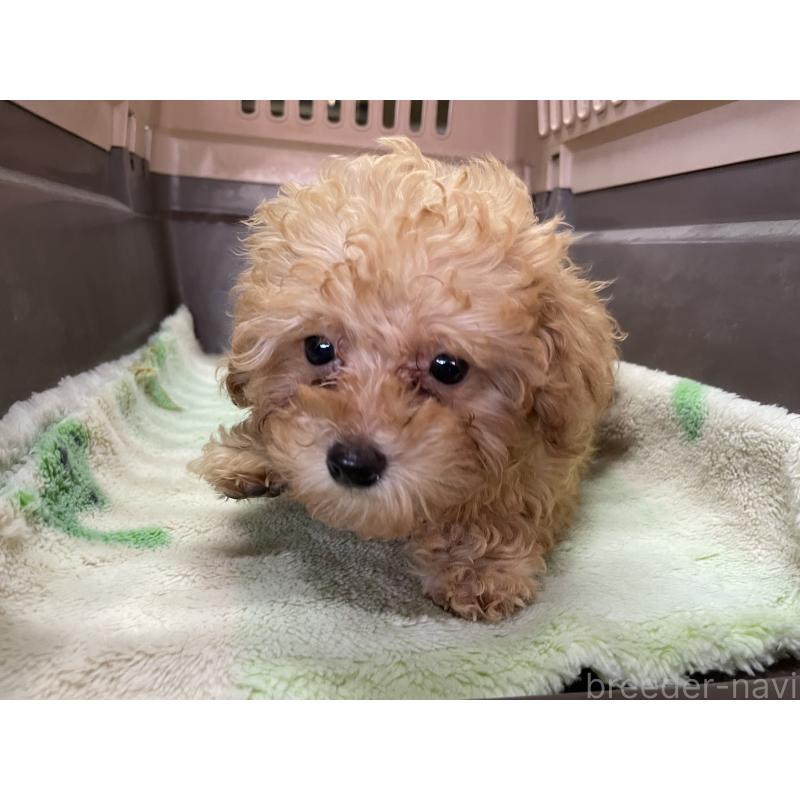 販売中の愛媛県のマルプー:マルチーズ×トイプードル-427855の3枚目