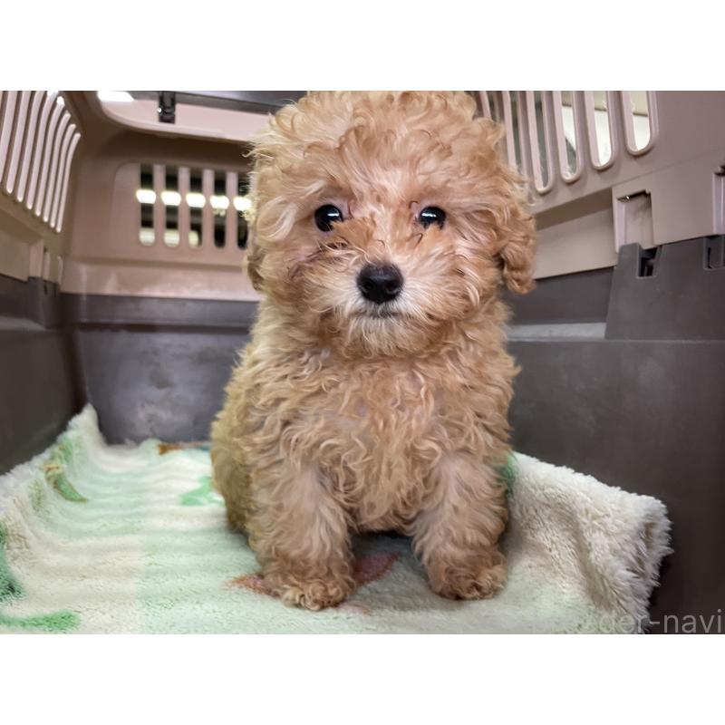 販売中の愛媛県のマルプー:マルチーズ×トイプードル-427855の2枚目