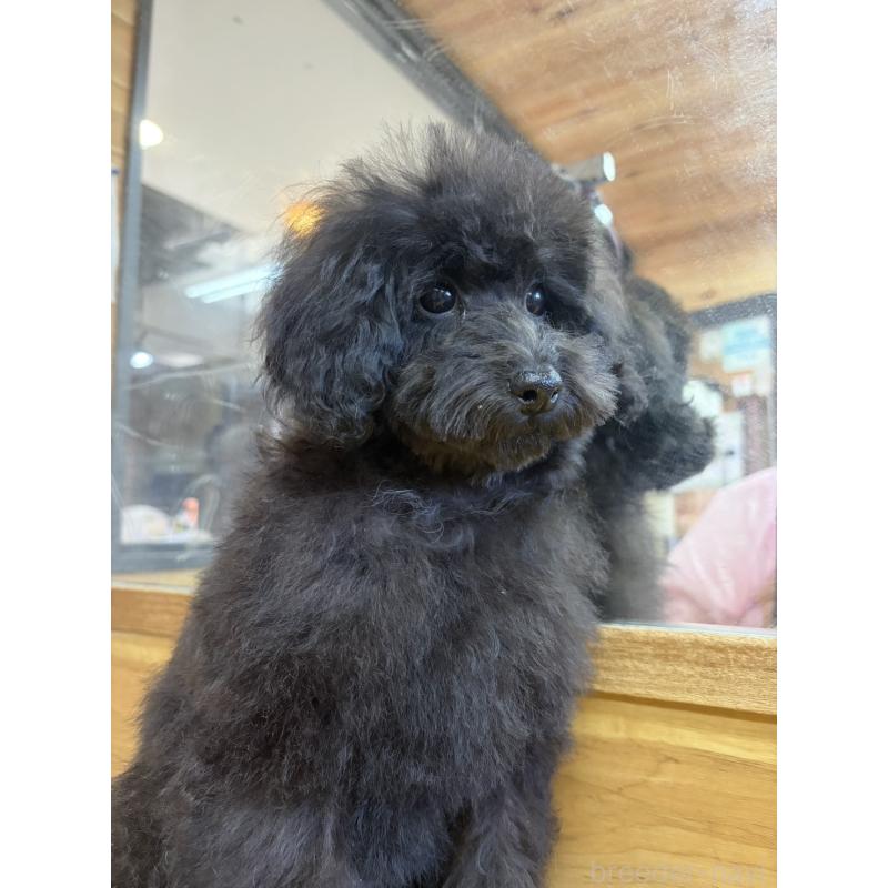 販売中の佐賀県のトイプードル-413107の3枚目