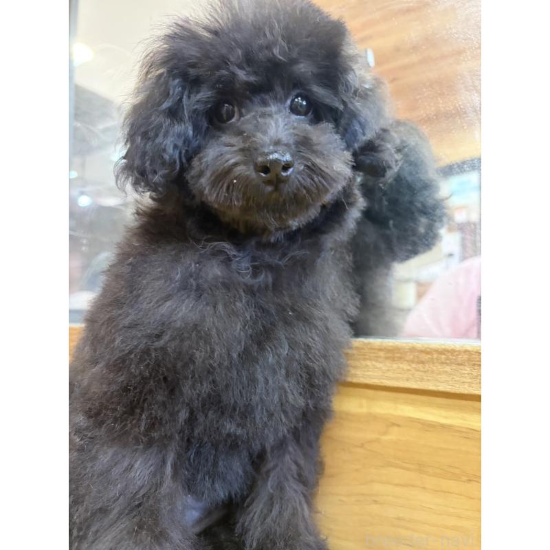 販売中の佐賀県のトイプードル-413107の2枚目